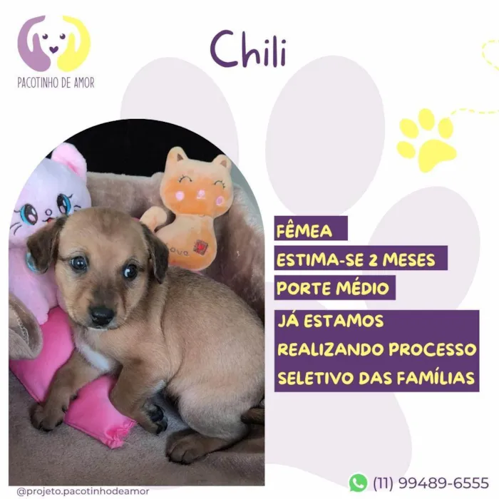 Cachorro ra a SRD-ViraLata idade Abaixo de 2 meses nome Chili