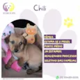 Chili