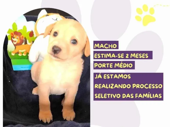 Cachorro ra a SRD-ViraLata idade Abaixo de 2 meses nome Gilber Patas