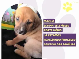 Cachorro raça SRD-ViraLata idade Abaixo de 2 meses nome Sam Whippet