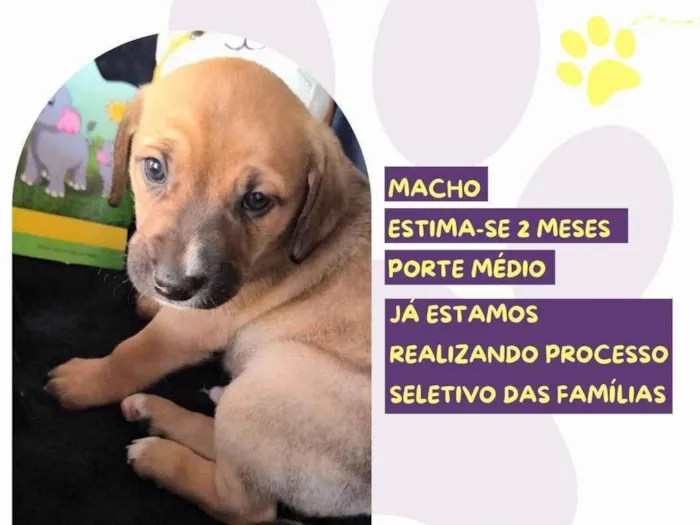 Cachorro ra a SRD-ViraLata idade Abaixo de 2 meses nome Sam Whippet