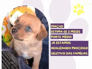 Cachorro raça SRD-ViraLata idade Abaixo de 2 meses nome Scoochi Poochi