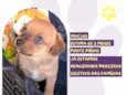 Scoochi Poochi