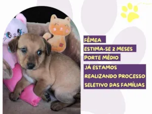 Cachorro raça SRD-ViraLata idade Abaixo de 2 meses nome Chili