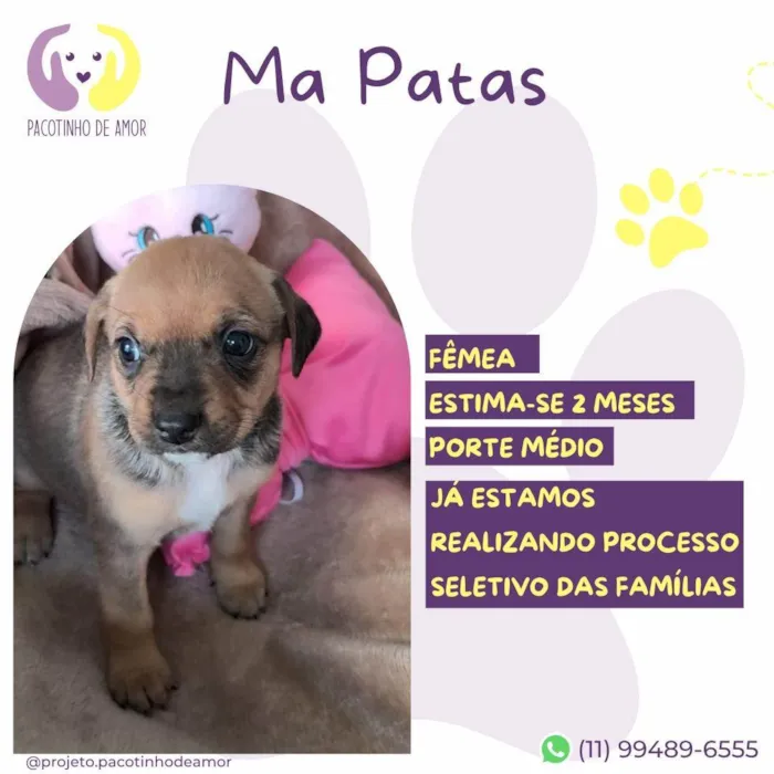 Cachorro ra a SRD-ViraLata idade Abaixo de 2 meses nome Ma Patas