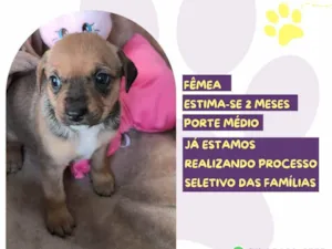 Cachorro raça SRD-ViraLata idade Abaixo de 2 meses nome Ma Patas