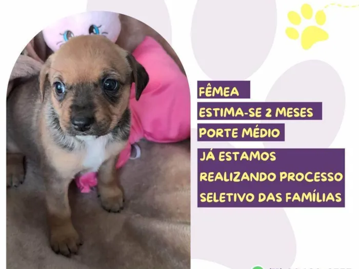 Cachorro ra a SRD-ViraLata idade Abaixo de 2 meses nome Ma Patas