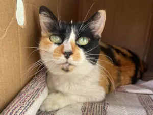 Gato raça SRD-ViraLata idade 3 anos nome Sem nome