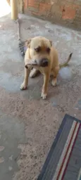 O chamo de thor