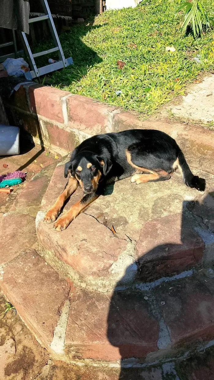 Cachorro ra a Rottweiler idade 7 a 11 meses nome Deolaine 