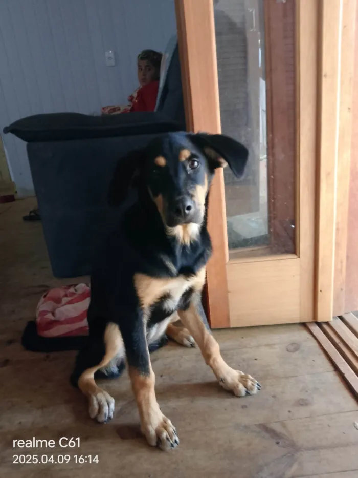 Cachorro ra a Rottweiler idade 7 a 11 meses nome Deolaine 