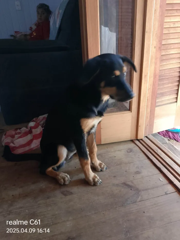 Cachorro ra a Rottweiler idade 7 a 11 meses nome Deolaine 