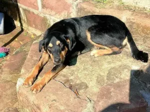 Cachorro raça Rottweiler idade 7 a 11 meses nome Deolaine 