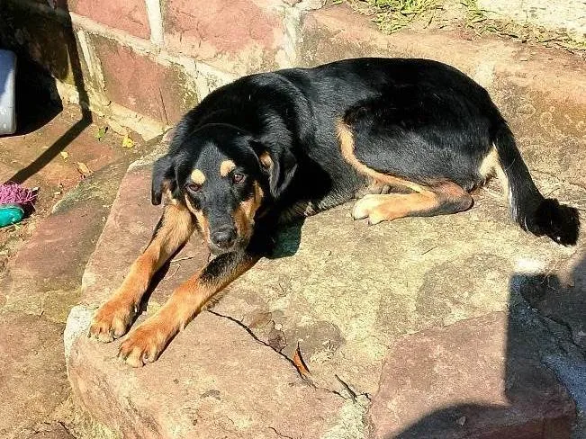 Cachorro ra a Rottweiler idade 7 a 11 meses nome Deolaine 