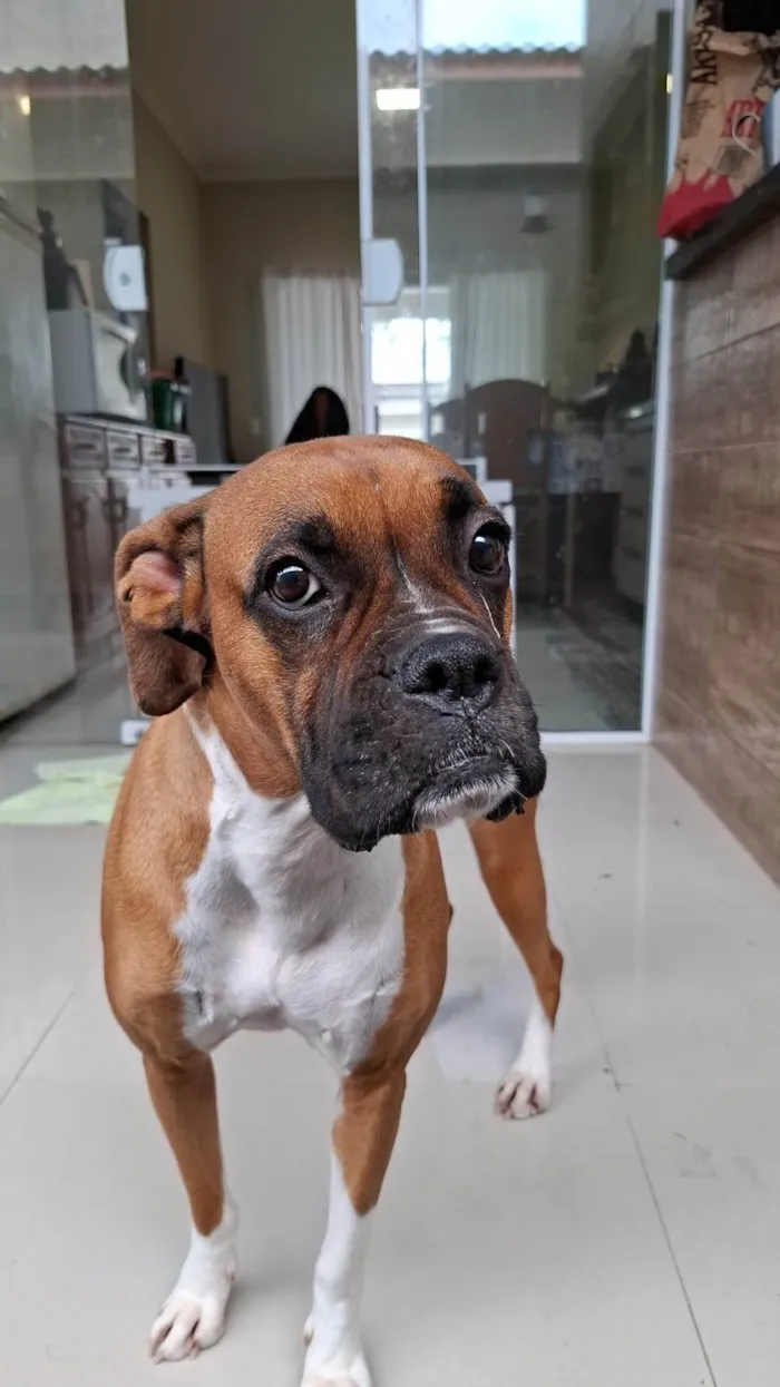 Cachorro ra a Boxer idade 3 anos nome Gaia