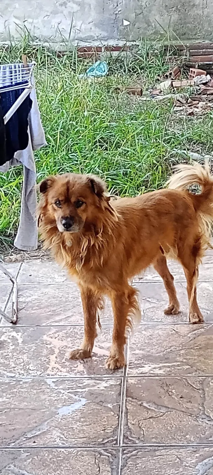 Cachorro ra a SRD-ViraLata idade 4 anos nome Caju