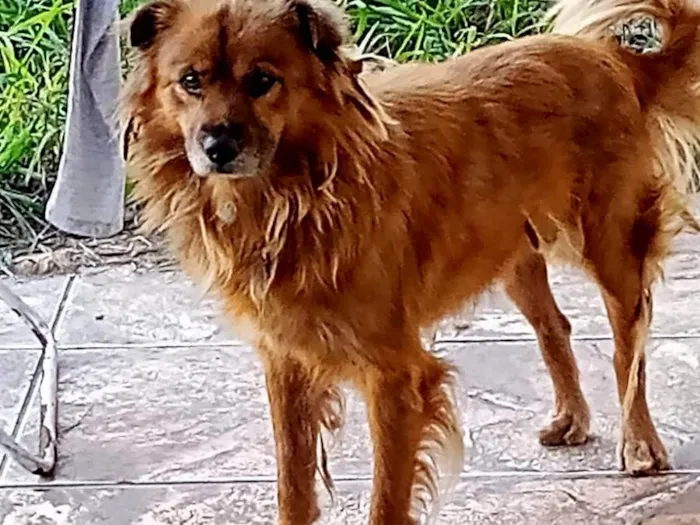 Cachorro ra a SRD-ViraLata idade 4 anos nome Caju
