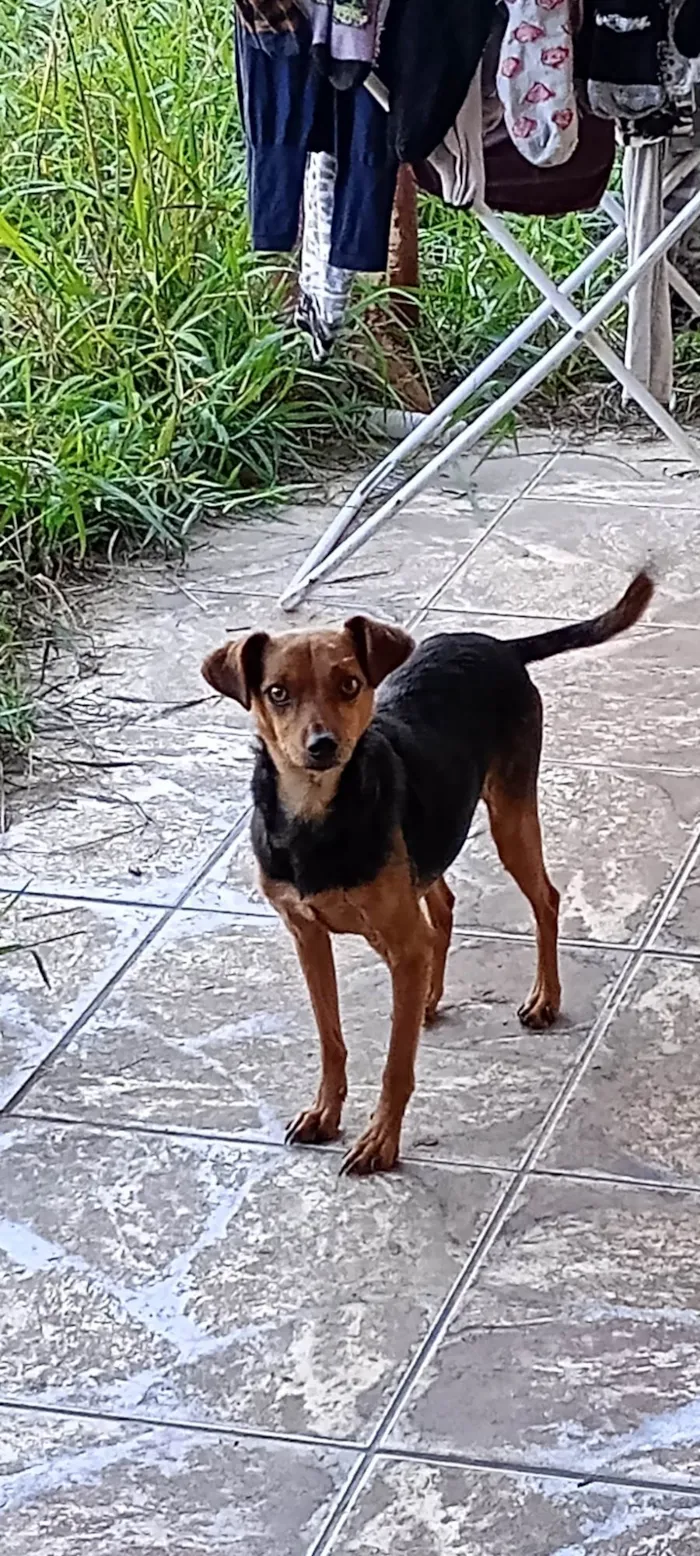 Cachorro ra a SRD-ViraLata idade 3 anos nome Nina