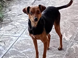 Cachorro raça SRD-ViraLata idade 3 anos nome Nina