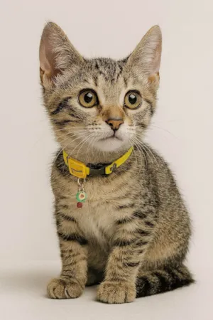 Gato raça SRD-ViraLata idade Abaixo de 2 meses nome Vitor
