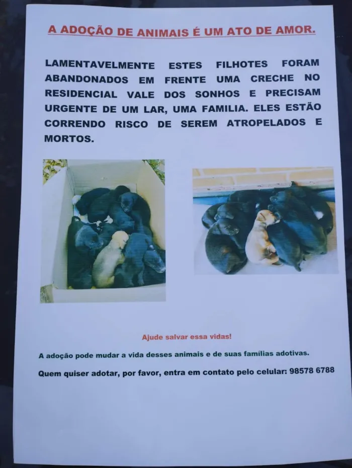 Cachorro ra a SRD-ViraLata idade Abaixo de 2 meses nome Os filhote não têm nome