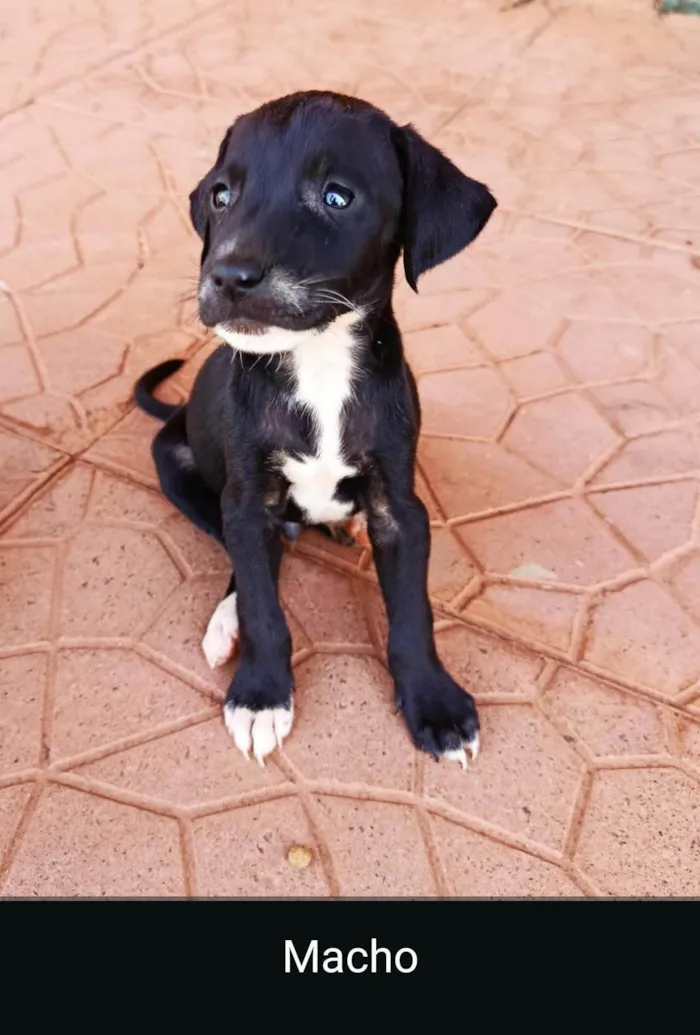 Cachorro ra a SRD-ViraLata idade Abaixo de 2 meses nome Os filhote não têm nome