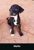 Os filhote não têm nome