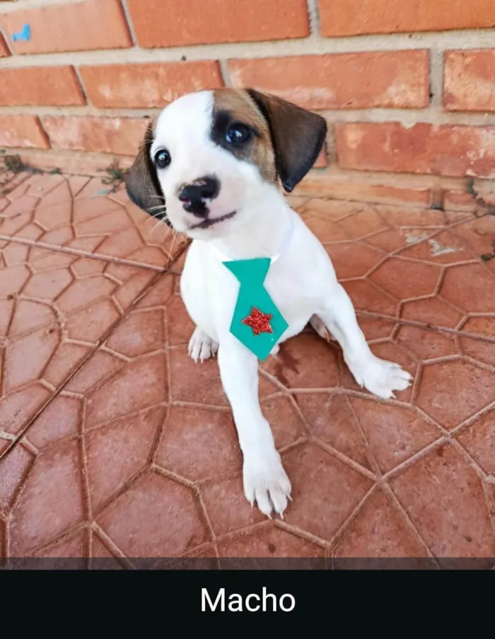 Cachorro ra a SRD-ViraLata idade Abaixo de 2 meses nome Os filhote não têm nome