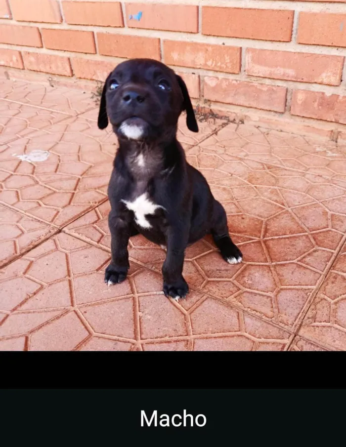 Cachorro ra a SRD-ViraLata idade Abaixo de 2 meses nome Os filhote não têm nome