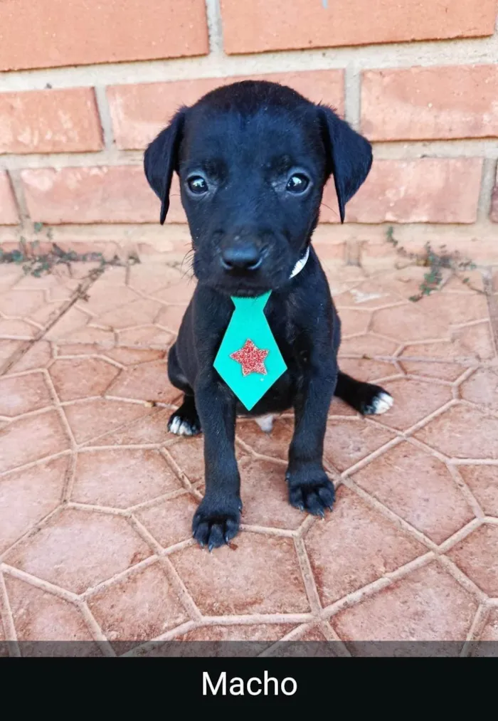 Cachorro ra a SRD-ViraLata idade Abaixo de 2 meses nome Os filhote não têm nome
