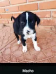 Os filhote não têm nome