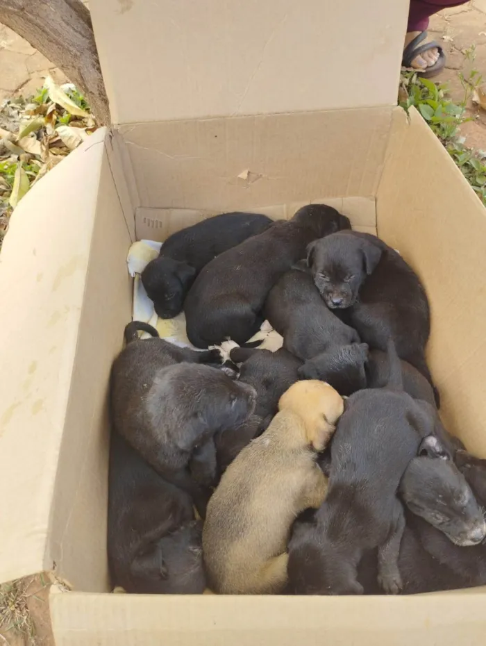 Cachorro ra a SRD-ViraLata idade Abaixo de 2 meses nome Os filhote não têm nome