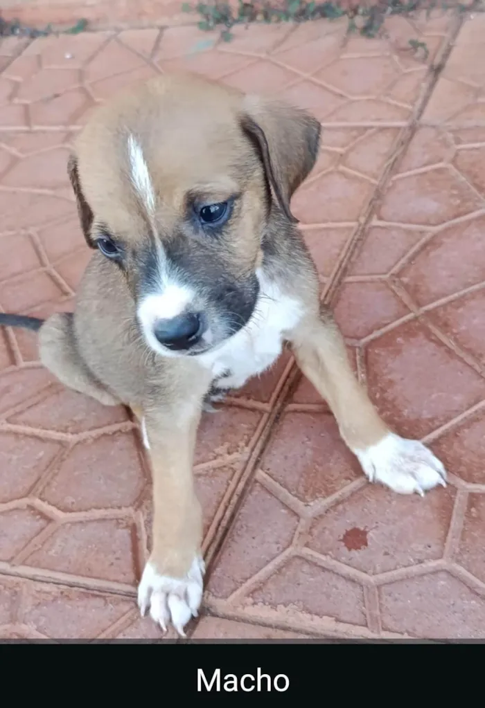 Cachorro ra a SRD-ViraLata idade Abaixo de 2 meses nome Os filhote não têm nome