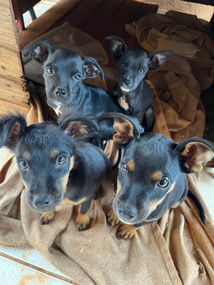 Cachorro ra a SRD-ViraLata idade 2 a 6 meses nome Isabelly