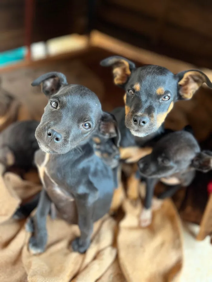 Cachorro ra a SRD-ViraLata idade 2 a 6 meses nome Isabelly