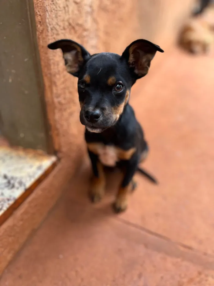 Cachorro ra a SRD-ViraLata idade 2 a 6 meses nome Isabelly