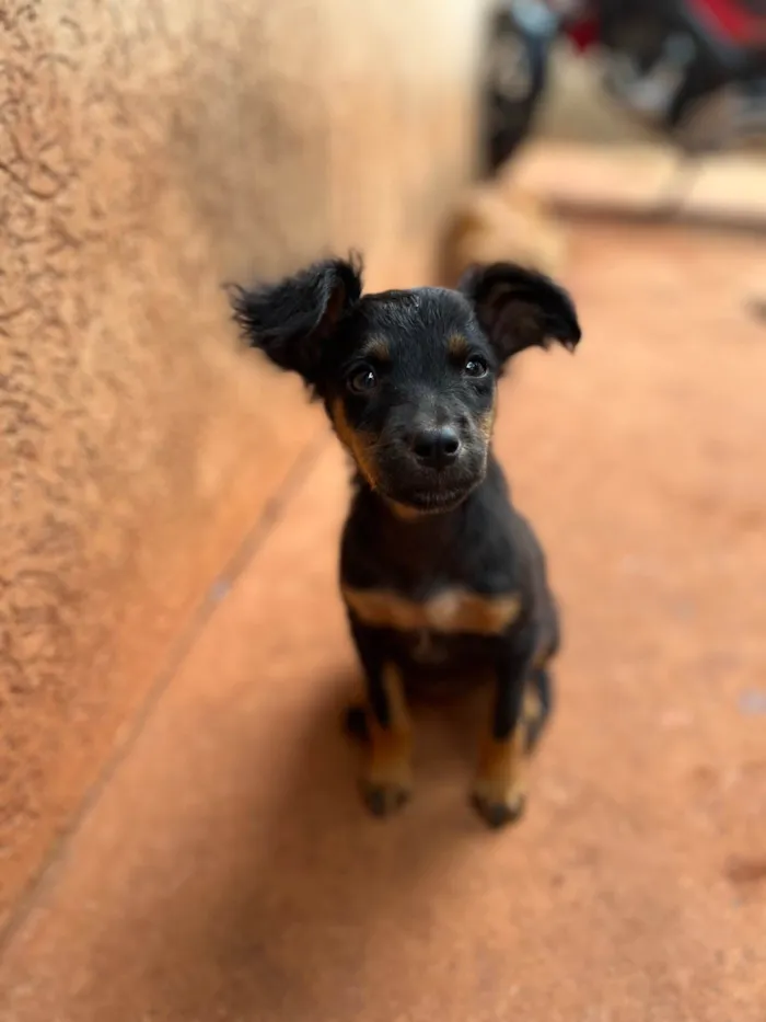 Cachorro ra a SRD-ViraLata idade 2 a 6 meses nome Isabelly