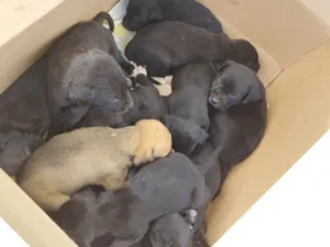 Cachorro raça SRD-ViraLata idade Abaixo de 2 meses nome Os filhote não têm nome