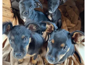Cachorro raça SRD-ViraLata idade 2 a 6 meses nome Isabelly