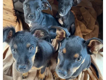 Cachorro raça SRD-ViraLata idade 2 a 6 meses nome Isabelly