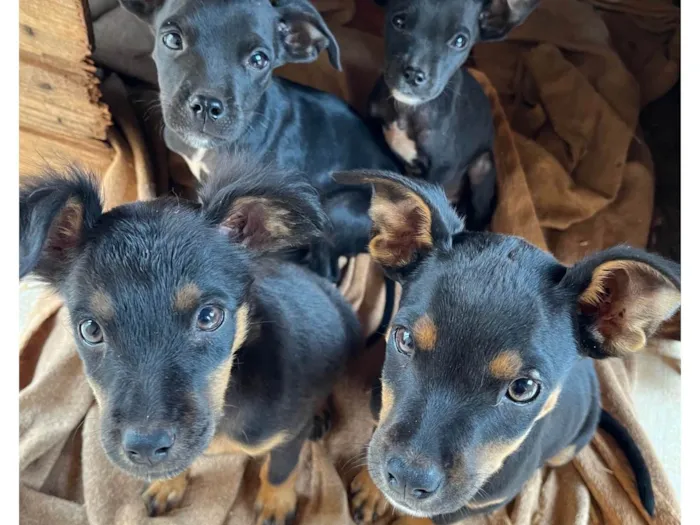 Cachorro ra a SRD-ViraLata idade 2 a 6 meses nome Isabelly