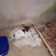 Abigail,Belinha e Pinscher(apelido)