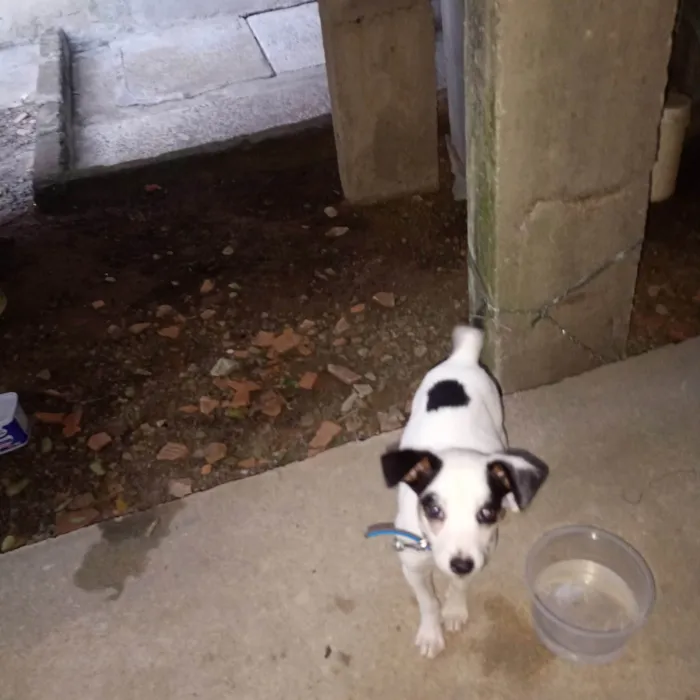 Cachorro ra a Fox Terrier idade 7 a 11 meses nome Abigail,Belinha e Pinscher(apelido)