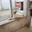 Abigail,Belinha e Pinscher(apelido)