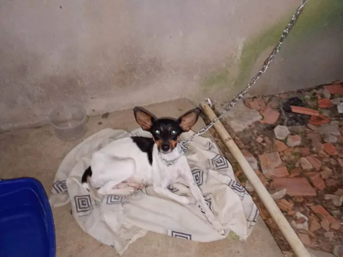 Cachorro ra a Fox Terrier idade 7 a 11 meses nome Abigail,Belinha e Pinscher(apelido)