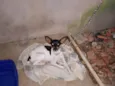 Abigail,Belinha e Pinscher(apelido)