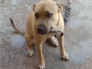 Cachorro raça SRD-ViraLata idade 1 ano nome O chamo de thor