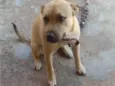O chamo de thor