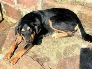 Cachorro raça Rottweiler idade 7 a 11 meses nome Deolaine 