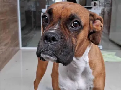 Cachorro raça Boxer idade 3 anos nome Gaia